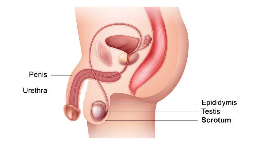 Diagram of the scrotum and the male reproductive organ