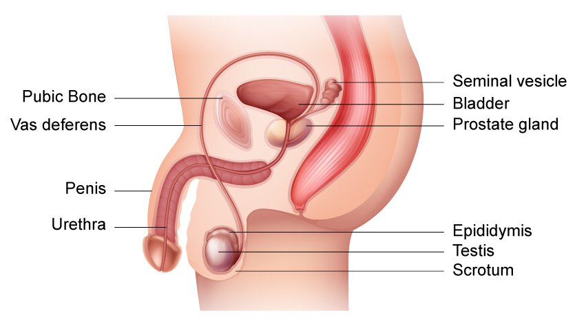 Male reproductive organ diagram