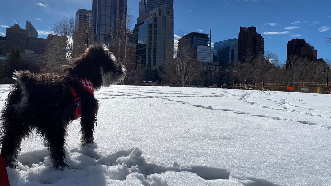 Dog standing in field