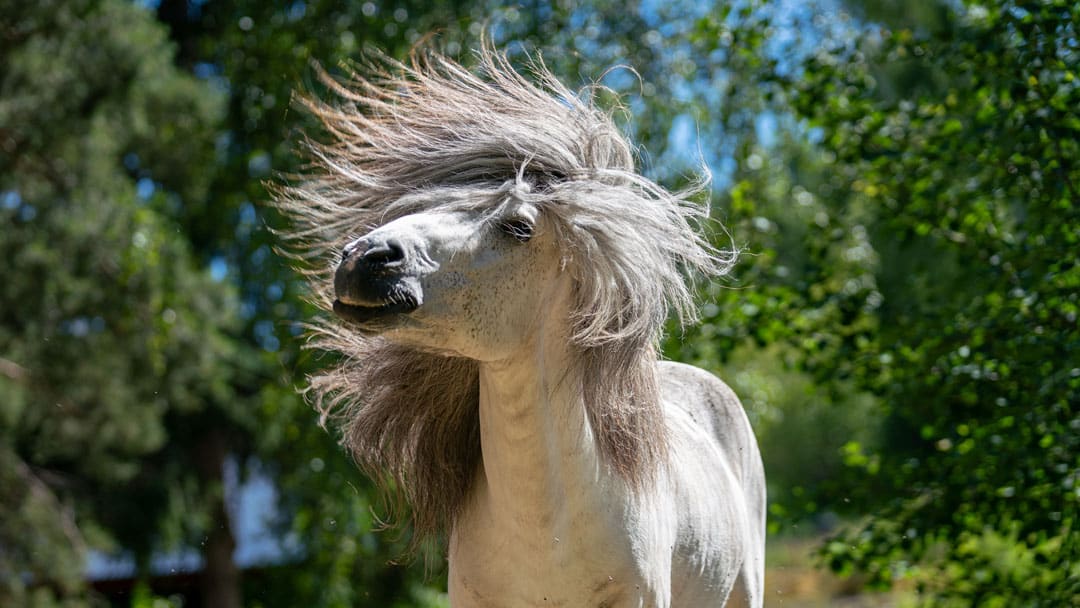 Horse shaking his mane