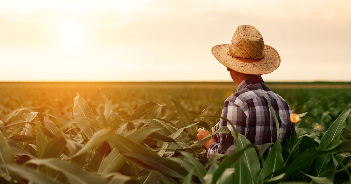 farmer looking over corn field